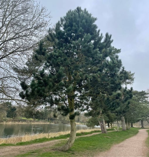 This is a photo of a Tree in Sheppey that has recently had crown reduction carried out. Works were undertaken by Sheppey Tree Surgeons