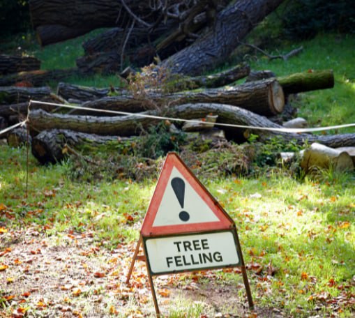 This is a photo of tree felling being carried out in Sheppey. All works are being undertaken by Sheppey Tree Surgeons