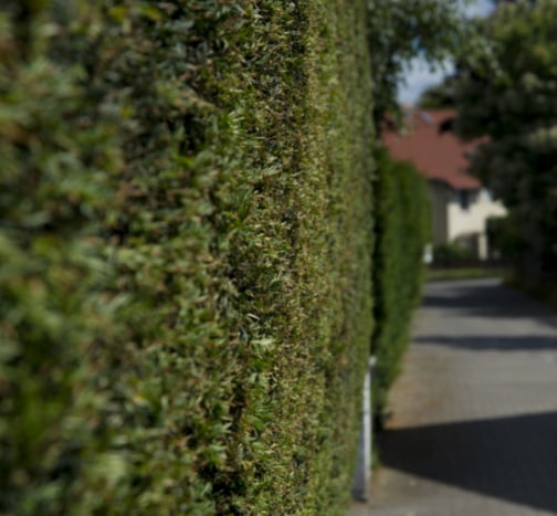 This is a photo of a hedge that has just been cut in Sheppey. All works are being undertaken by Sheppey Tree Surgeons