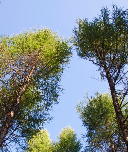 This is a photo of over grown trees needing crown reduction in Sheppey.