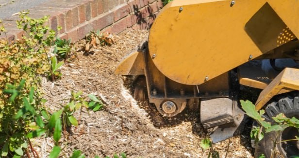 This is a photo of stump removal being carried out in Sheppey. All works are being undertaken by Sheppey Tree Surgeons