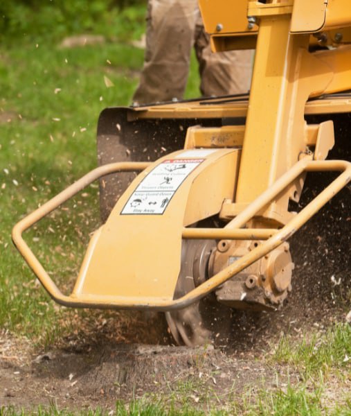 This is a photo of stump grinding being carried out in Sheppey. All works are being undertaken by Sheppey Tree Surgeons