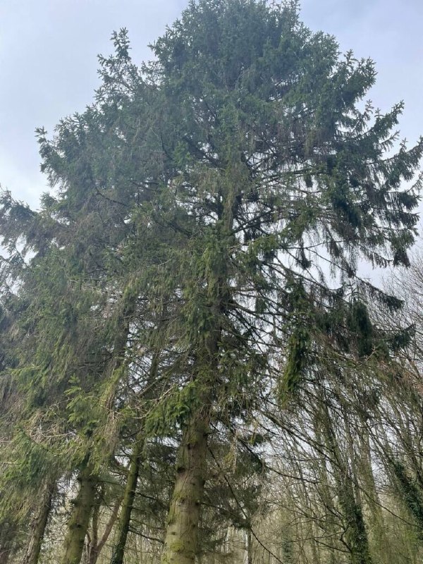 This is a photo of over grown trees needing crown reduction in Sheppey.